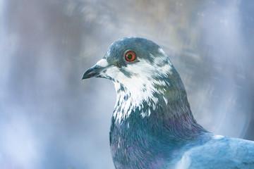 Close-up pigeon head on a beautiful bokeh background.