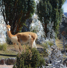 Naklejka premium Lonely vicuna at its habitat - Chimborazo volcano area, ecuador