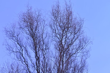 The tree with no branches at dusk with a lovely blue sky behind.