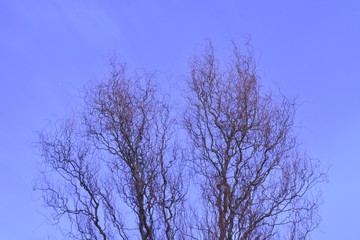 The tree with no branches at dusk with a lovely blue sky behind.