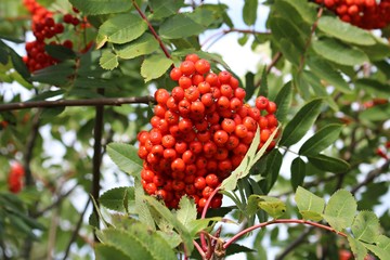 Bright red berries of mountain ash on a sunny autumn day