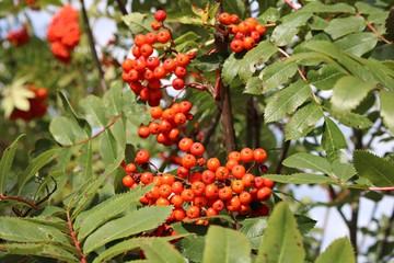 Bright red berries of mountain ash on a sunny autumn day
