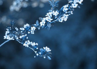 Trendy classic blue background made of blossoming flower on tree. Beautiful floral spring scene with blooming tree. Spring flowers.