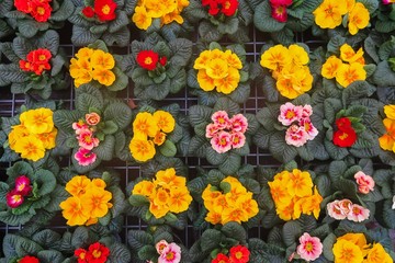 Full frame close up top view on many yellow red primula acaulis flowers in flower pots in german garden centre