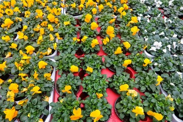 Full frame close up top view on many red, yellow and white viola cornuta flowers with green leaves in flower pots in german garden centre