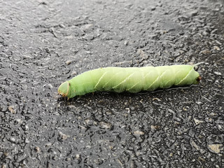 Green caterpillar on the wet pavement