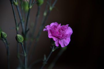 Pink Carnation Flower Against Soft Background
