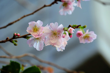 Winter Cherry Blossoms