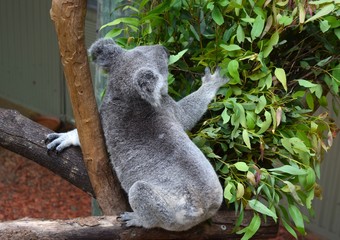 Cute koala is sitting on the tree grabbing an eucalyptus leaf.