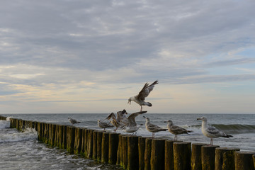 Seagulls