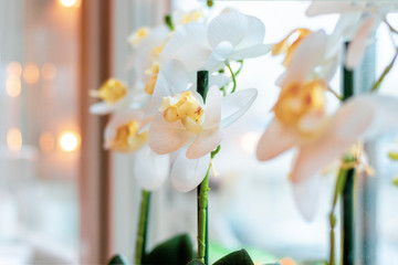 Close up of a white orchid flower by a window in soft focus background