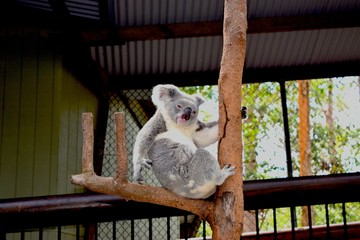Funny koala is showing her tongue sitting on the tree. © lovemydesigns