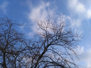 tree in the sky