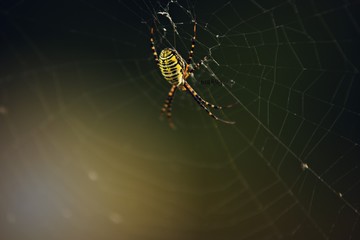 spider on web