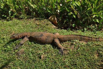  Monitor lizard in the wild of Southeast Asia. Monitor lizard in the green grass