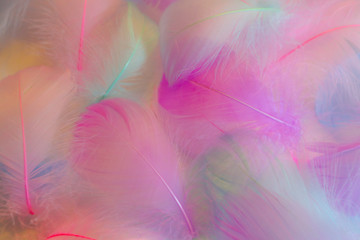 Obraz premium Beautiful abstract orange purple and blue feathers on white background and soft white pink feather texture on colorful pattern, colorful background, colorful feather