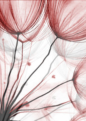 Dandelion Blow Ball. Red and Black Watercolor background. Drawing plant element. Monochrome illustration of overlapping shapes.