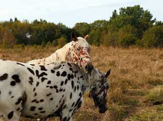 Leopard coat pattern horses embracing eachother and standing in high grass, long mane