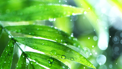 Naklejka premium Dropping water on palm leaves