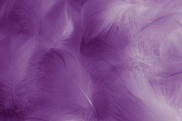 Fototapeta premium Beautiful abstract colorful black and purple feathers on white background and soft white pink feather texture on dark pattern and light blue background, colorful feather, purple banners