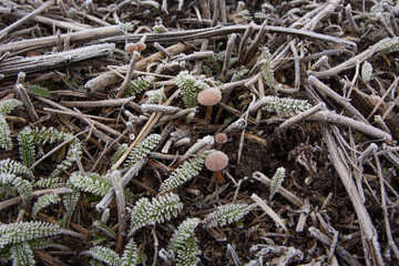 mushroom covered with hoarfrost