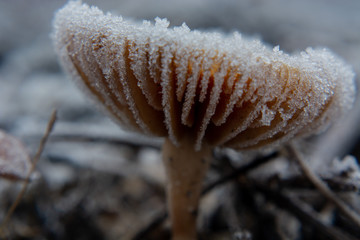 mushroom covered with hoarfrost