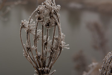 dry grass covered with hoarfrost