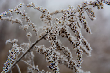 dry grass covered with hoarfrost