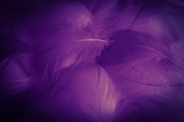 Obraz premium Beautiful abstract colorful black and purple feathers on white background and soft white pink feather texture on dark pattern and light blue background, colorful feather, purple banners graphics