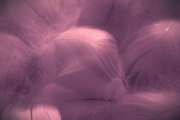 Beautiful abstract colorful white and red feathers on white background and soft white pink feather texture on pink pattern and light red background
