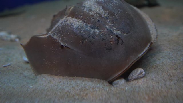 カブトガニ