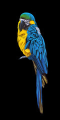 Blue-throated macaw, ara parrot, tropical bird illustration on black background