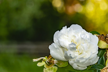 large white rose on green bokeh background