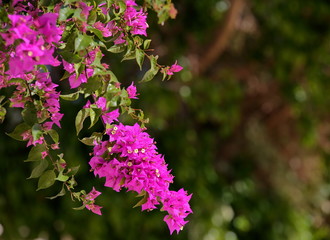 pink flowers in the garden
