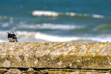 Motacilla alba yarrellii bird