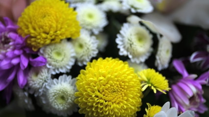  Flower buds. Defocused blurred floral background for holiday cards.