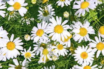Obraz premium lots of white Daisies close up top view