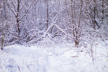 trees and bushes in the snow, beautiful winter background