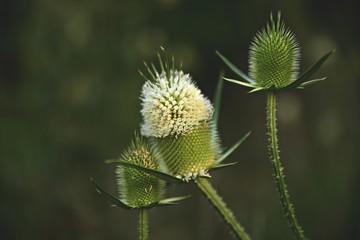 thistle on a black background