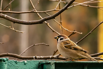 bird Sparrow with seed close up
