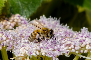 Bienenweide Hortensie makro