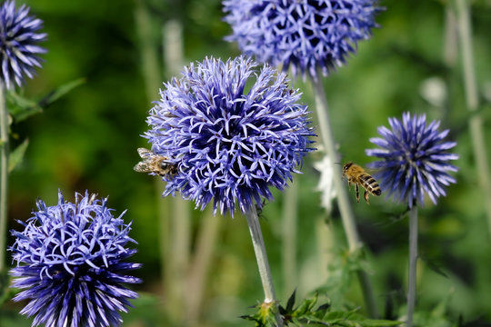 Bienenweide blaue Kugeldistel