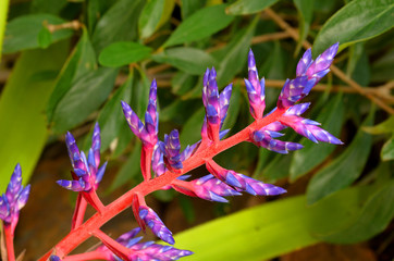 flowers in garden