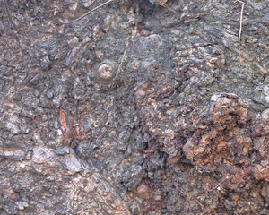 The textured surface of the bark of the old perennial deciduous tree