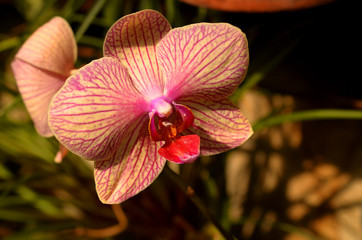 pink orchid in the garden