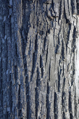 The textured surface of the bark of the old perennial deciduous tree