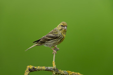 European serin sitting on a branch