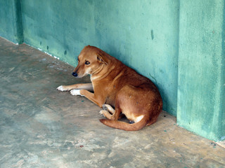 Streetdog