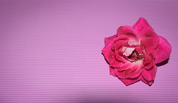 Shocking pink rose on lighter pink background