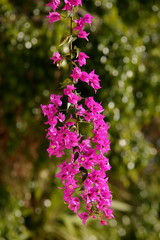 Obraz premium flowers in the garden blooming beautifully close up